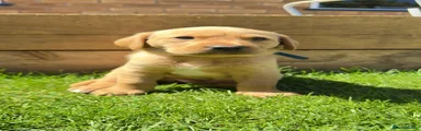 Labrador Retriever 1