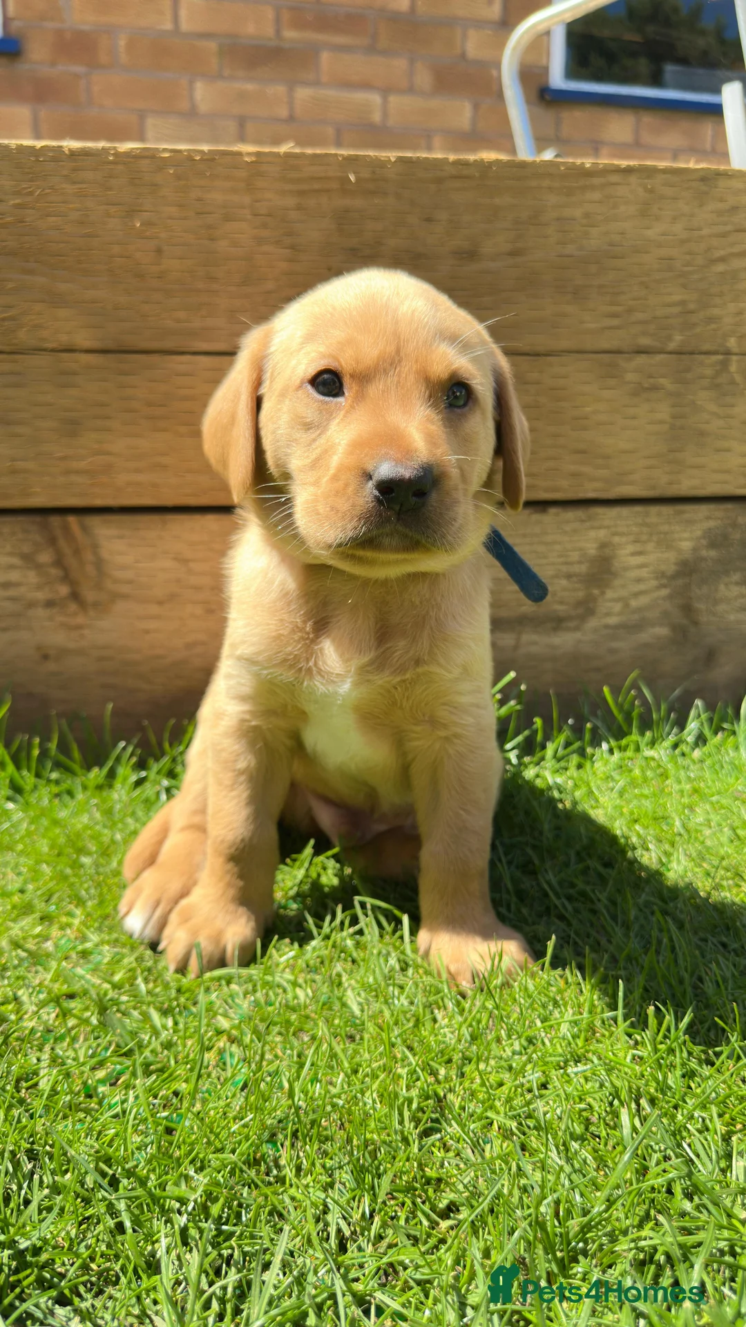 Labrador Retriever dogs for sale: FOX RED LABRADOR PUPPIES READY NOW in Wirral - Advert 6