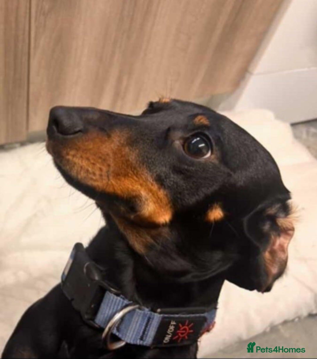 Miniature Dachshund dogs Miniature dachshund  - Advert 2