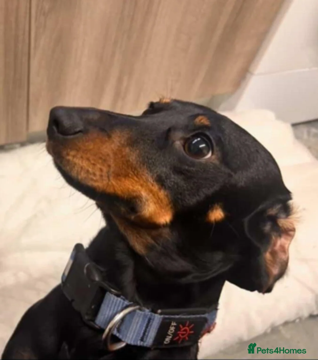 Miniature Dachshund dogs for sale: Miniature dachshund  - Advert 1