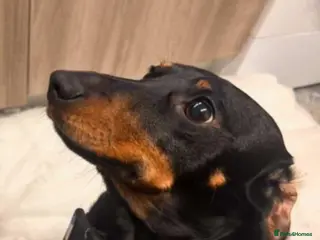 Miniature Dachshund dogs Miniature dachshund - Advert 2