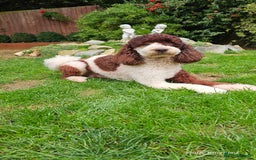 Miniature Poodle dogs for stud: FULLY HEALTH TESTED MINIATURE POODLE in Kettering - Image 11