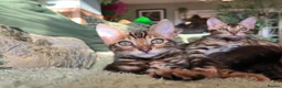 Bengal cats for sale: LUCIEN IS ON THE HUNT FOR HIS FOREVER FAMILY! - Advert 3