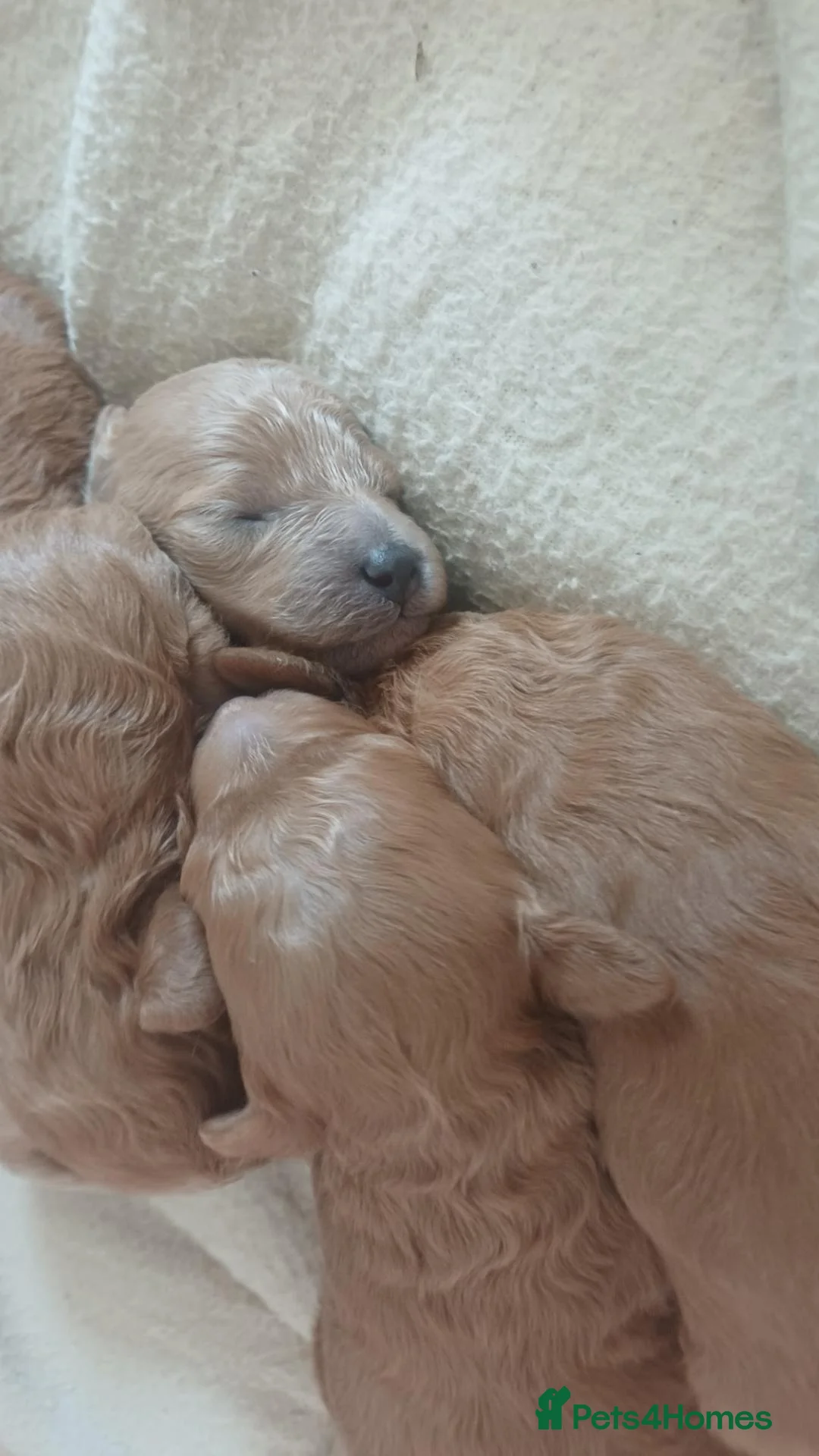 Cavapoochon dogs for sale: Toy Cavapoochon - register your interest - Advert 2