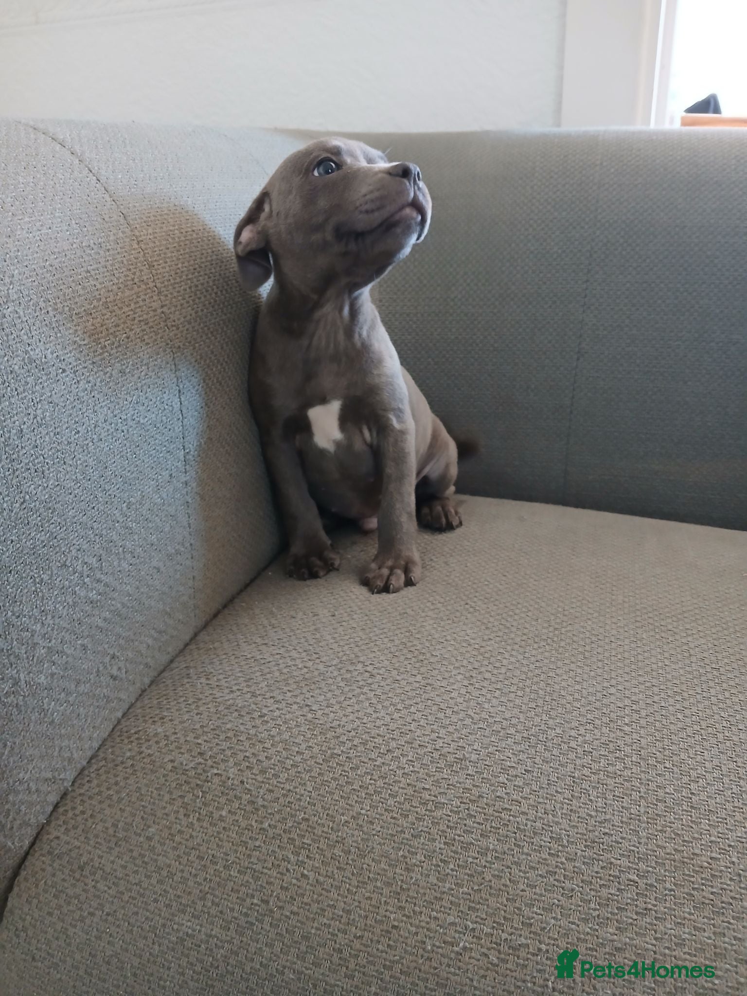 Staffordshire Bull Terrier dogs Blue staff puppies kc reg - Advert 2