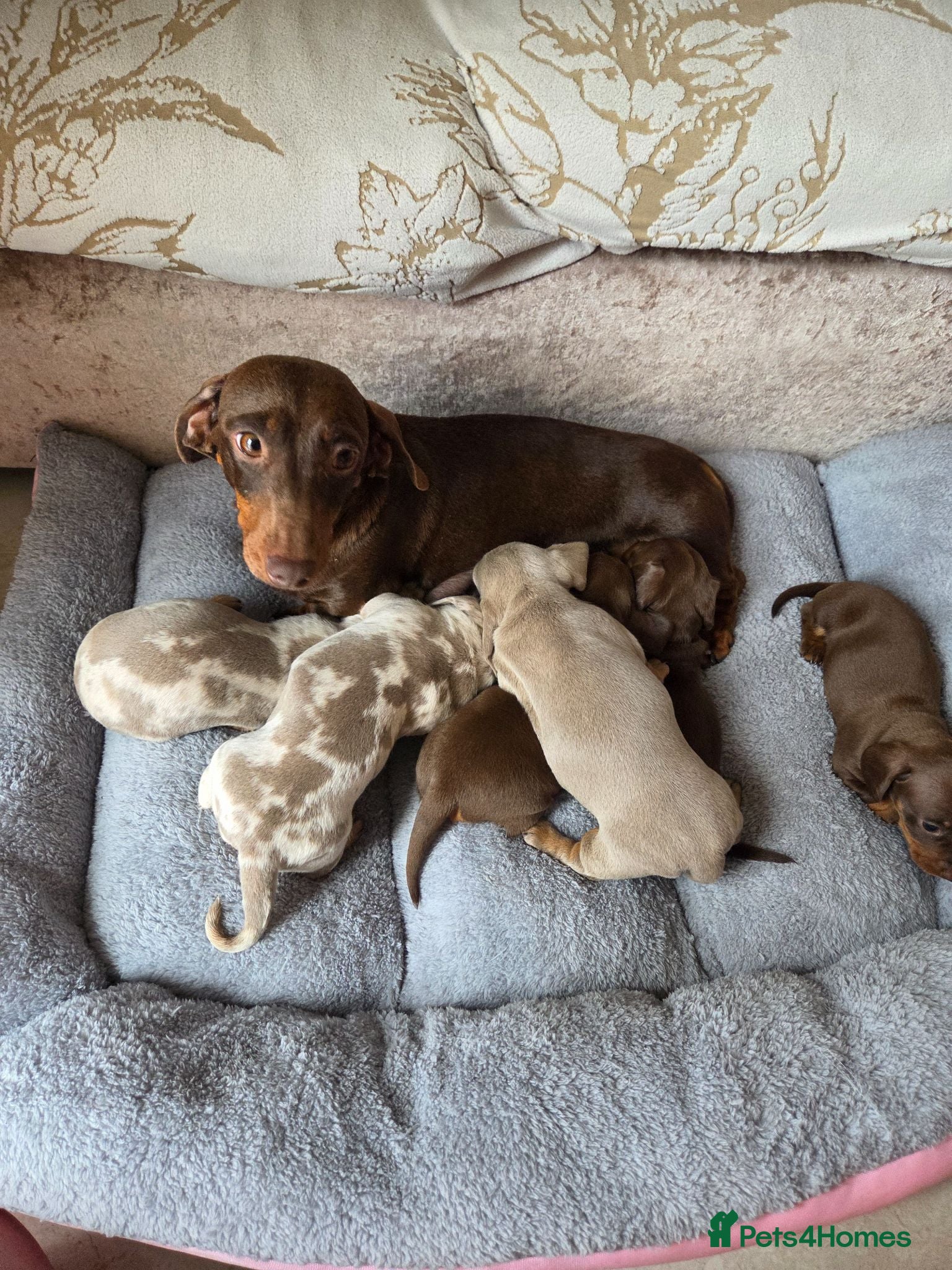 Dachshund dogs Dachshund Puppies for Sale  - Advert 1