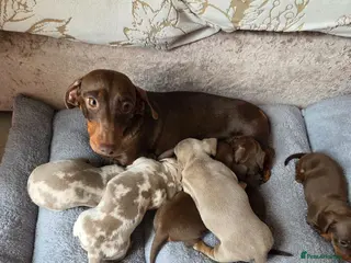 Dachshund dogs Dachshund Puppies for Sale - Advert 1