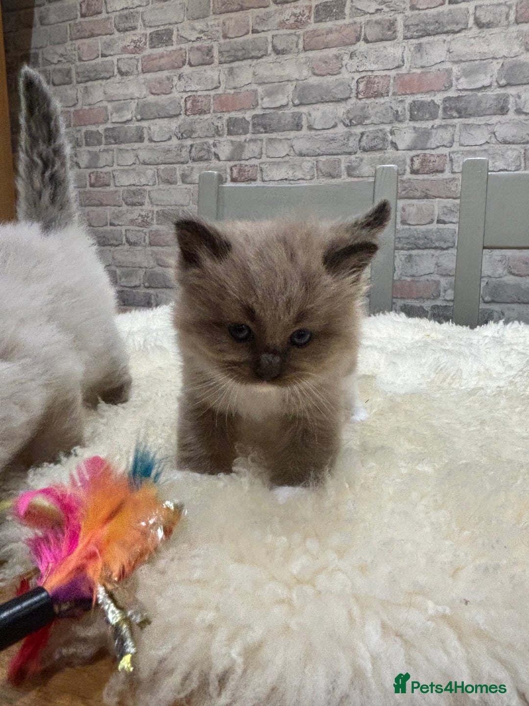 Ragdoll cats for sale: Gorgeous Ragdoll Seal Mink kittens TICA Registered - Advert 10