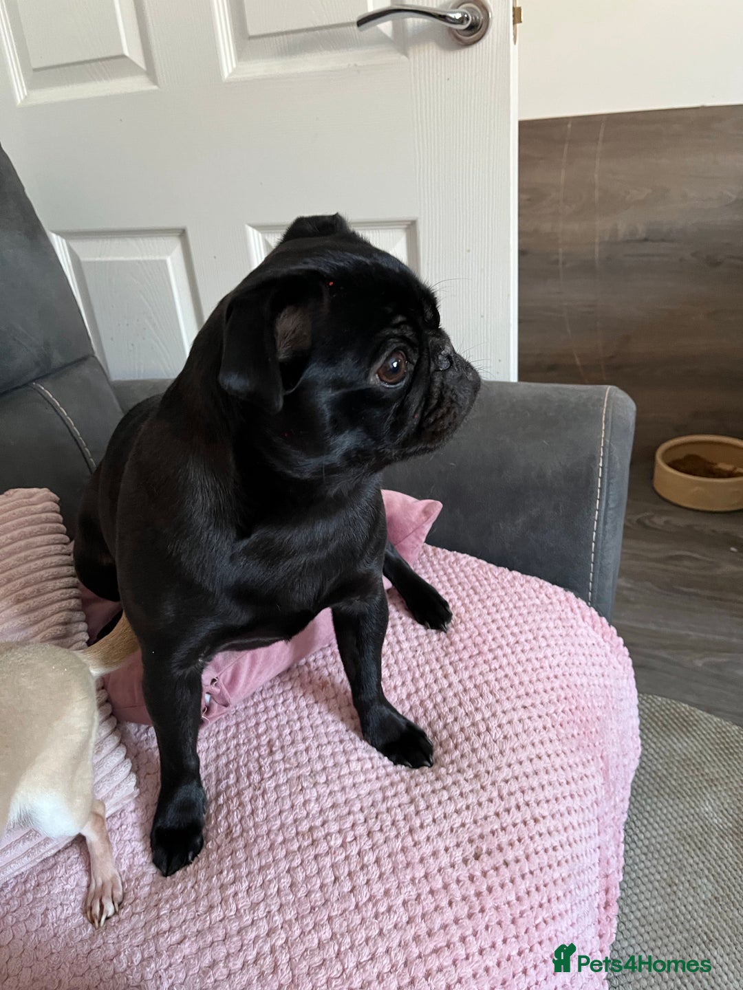 Pug dogs for sale: Beautiful Black Pug Girl looking for forever home  - Advert 4