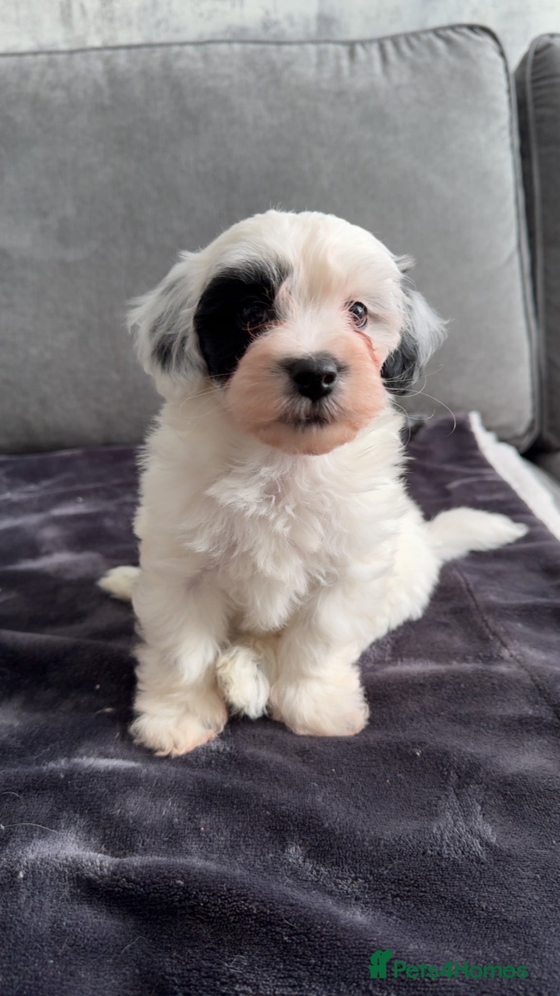 Maltipoo dogs Beautiful Maltipoo Puppies-vaccinated and chipped - Advert 4