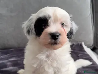 Maltipoo dogs Beautiful Maltipoo Puppies-vaccinated and chipped - Advert 3