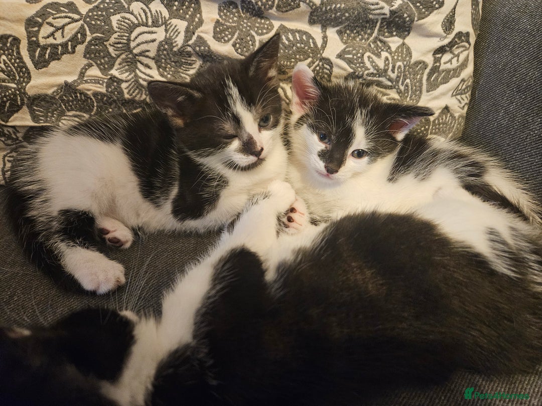 Mixed Breed cats for sale: Beautiful, playful kittens for sale - Image 6