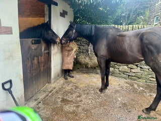 Irish Thoroughbred horses - Advert 3