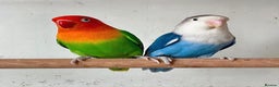 Lovebirds birds for sale: Bonded Lovebirds  - Advert 1