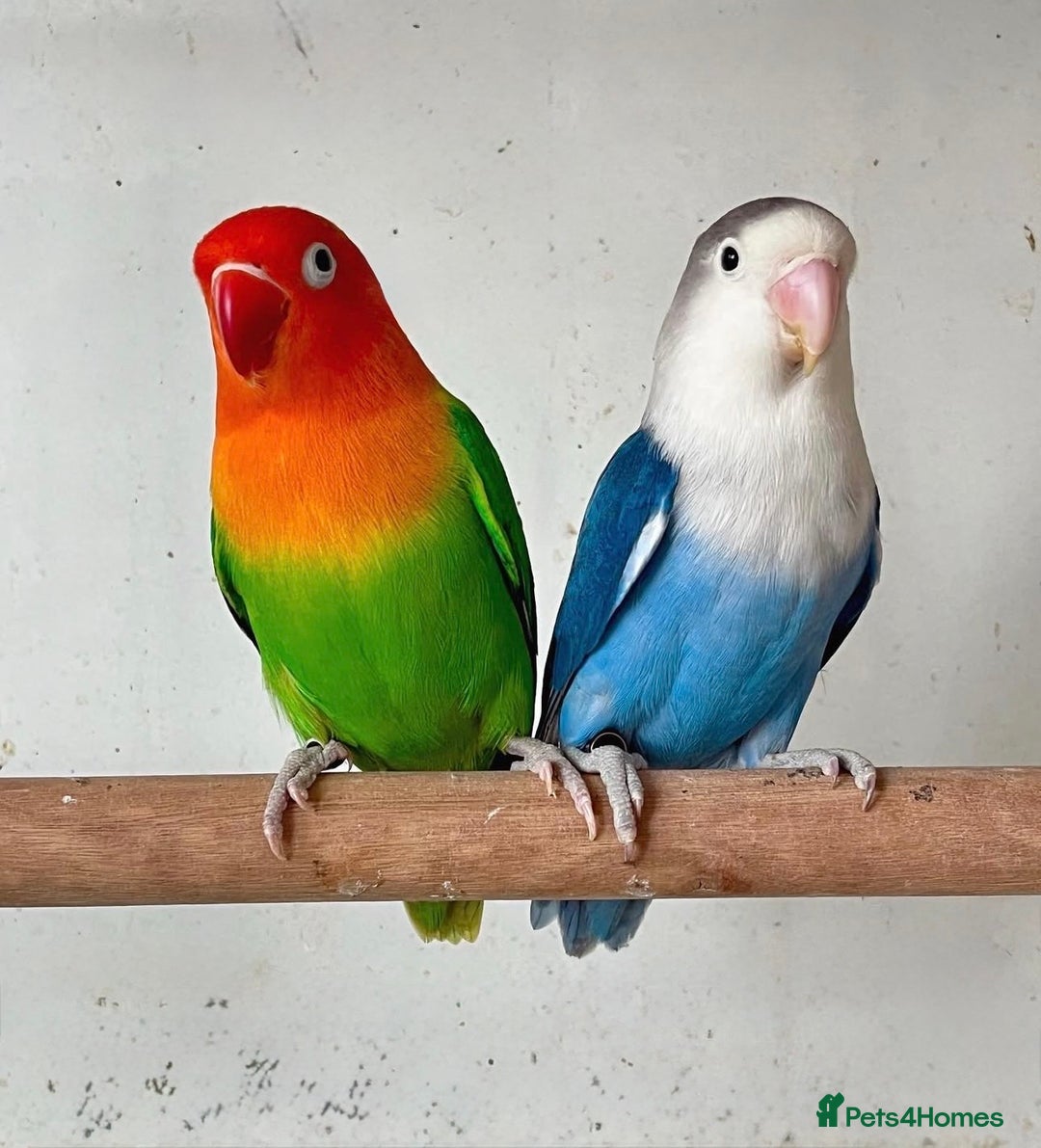 Lovebirds birds for sale: Bonded Lovebirds  - Advert 1