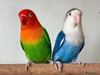 Lovebirds birds Bonded Lovebirds - Advert 1
