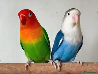 Lovebirds birds Bonded Lovebirds (needed gone ASAP) - Advert 4