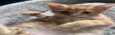 Mixed Breed Kitten 2