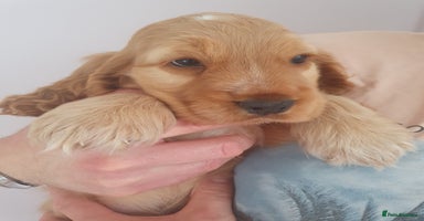Cocker Spaniel dogs - Advert 11