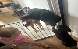 Rottweiler dogs for sale: Rottweiler boy dog approx 1 and half years old - Image 4