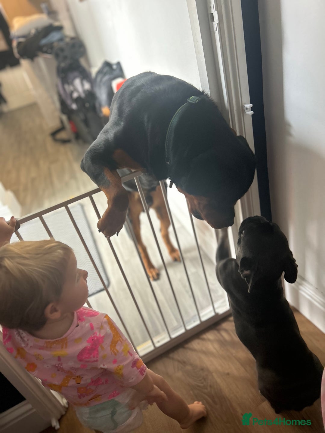 Rottweiler dogs for sale: Rottweiler boy dog approx 1 and half years old - Image 4