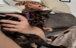 Mixed Breed cats for sale: 3 stunning kittens  - Image 6