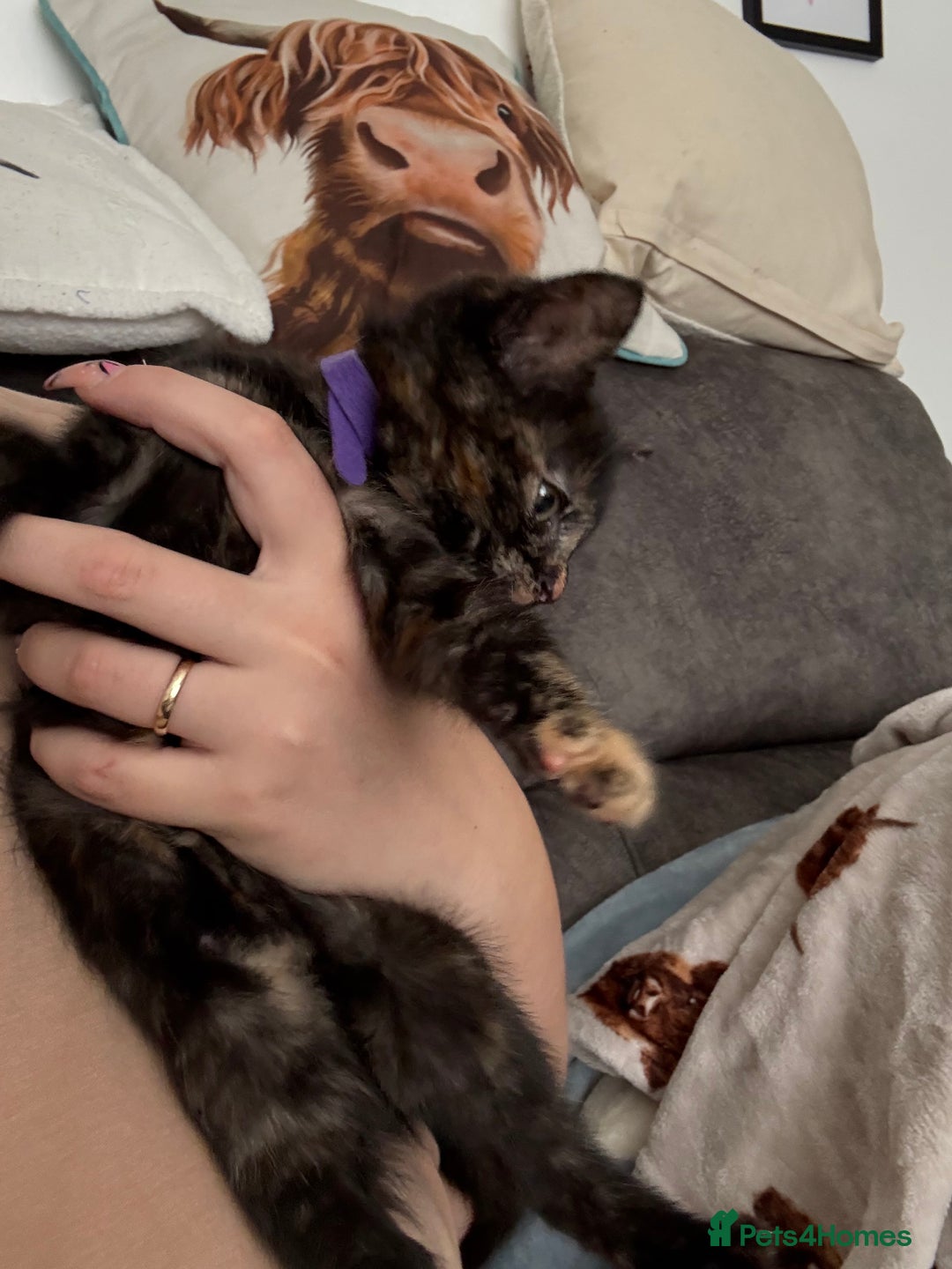 Mixed Breed cats for sale: 3 stunning kittens  - Image 6