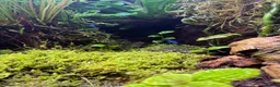 Frog reptiles for sale: Three Dart frogs full setup in Winscombe - Advert 5