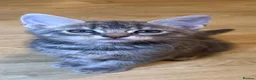 Domestic Shorthair cats for sale: 5 beautiful kittens in Ammanford - Advert 7
