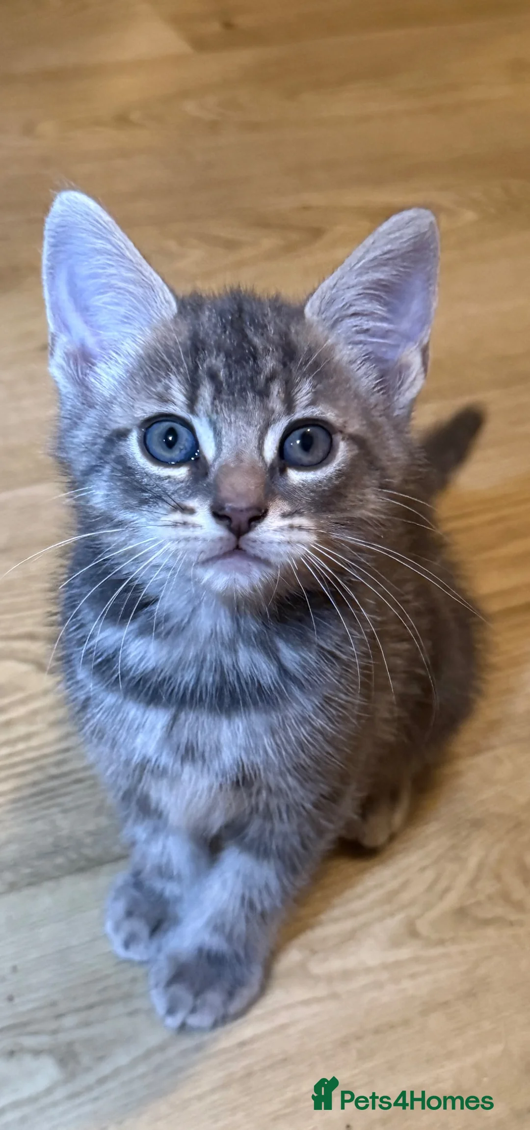 Domestic Shorthair cats for sale: 5 beautiful kittens in Ammanford - Advert 7