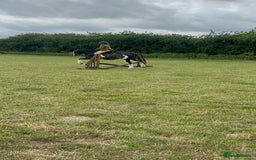 Irish Cob horses for sale: Fantastic first pony - Image 13