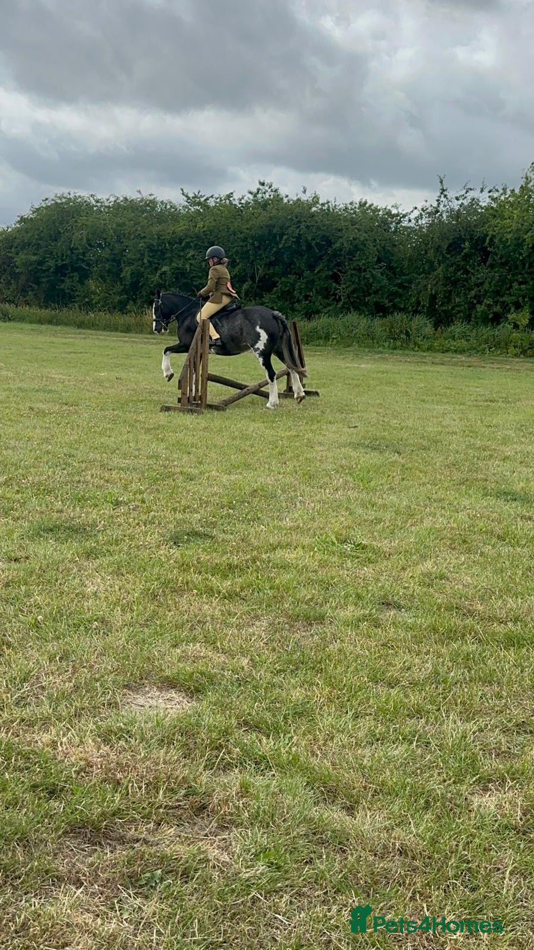 Irish Cob horses for sale: Fantastic first pony - Image 13
