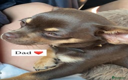 Chihuahua dogs for sale: Chihuahua Boys Short Haired  - Image 7