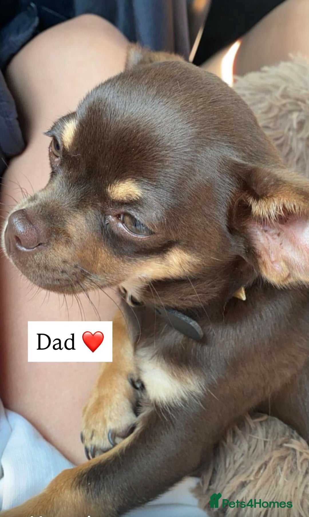 Chihuahua dogs for sale: Chihuahua Boys Short Haired  - Image 7
