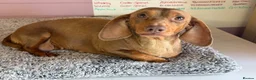 Dachshund dogs for sale: 4 year old Heidi  - Advert 2