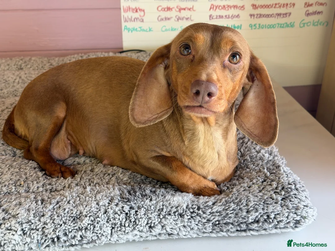 Dachshund dogs for sale: 4 year old Heidi  - Advert 2