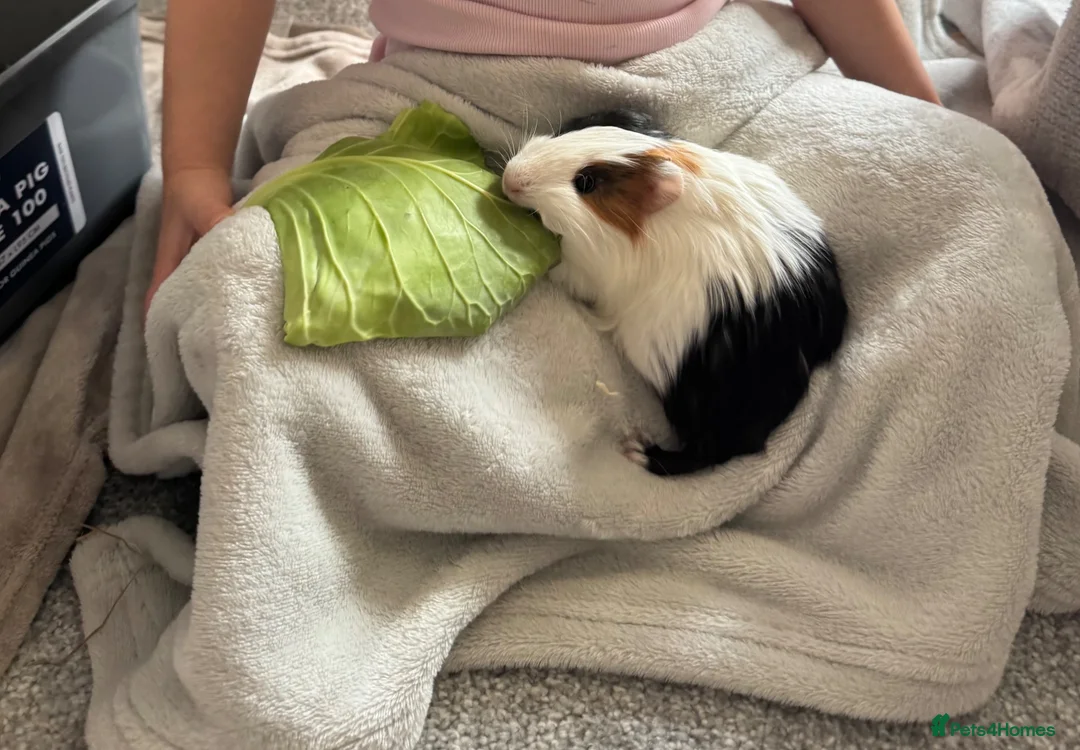 Guinea Pig rodents for sale: Milo & gust  - Advert 2