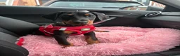 Dobermann dogs for sale: Ready now Kc Health tested Black & Tan girls  - Advert 12
