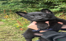 German Shepherd dogs for sale: German shepherd puppies  - Image 2