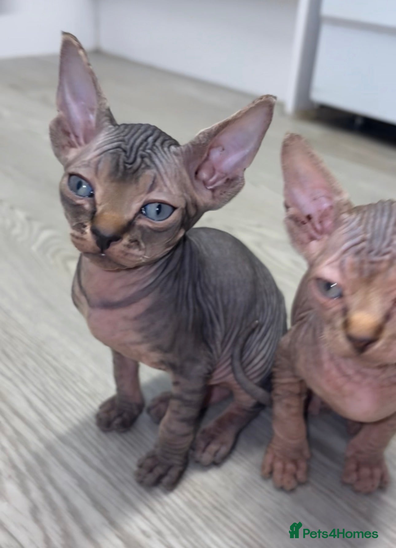 Sphynx cats Canadian sphynx kittens - Advert 16