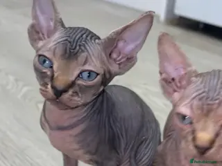 Sphynx cats Canadian sphynx kittens - Advert 16