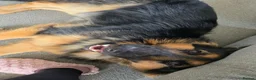 German Shepherd dogs for stud: Axel, German Shepherd🐾 - Advert 5