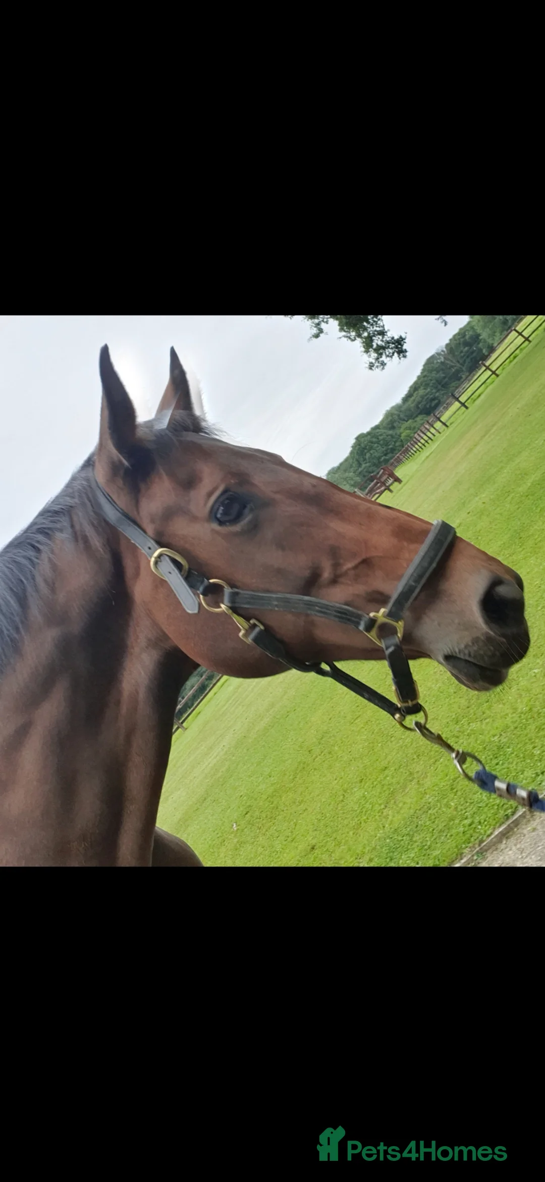 English Thoroughbred horses for sale: May is looking for her forever loan home  - Advert 2