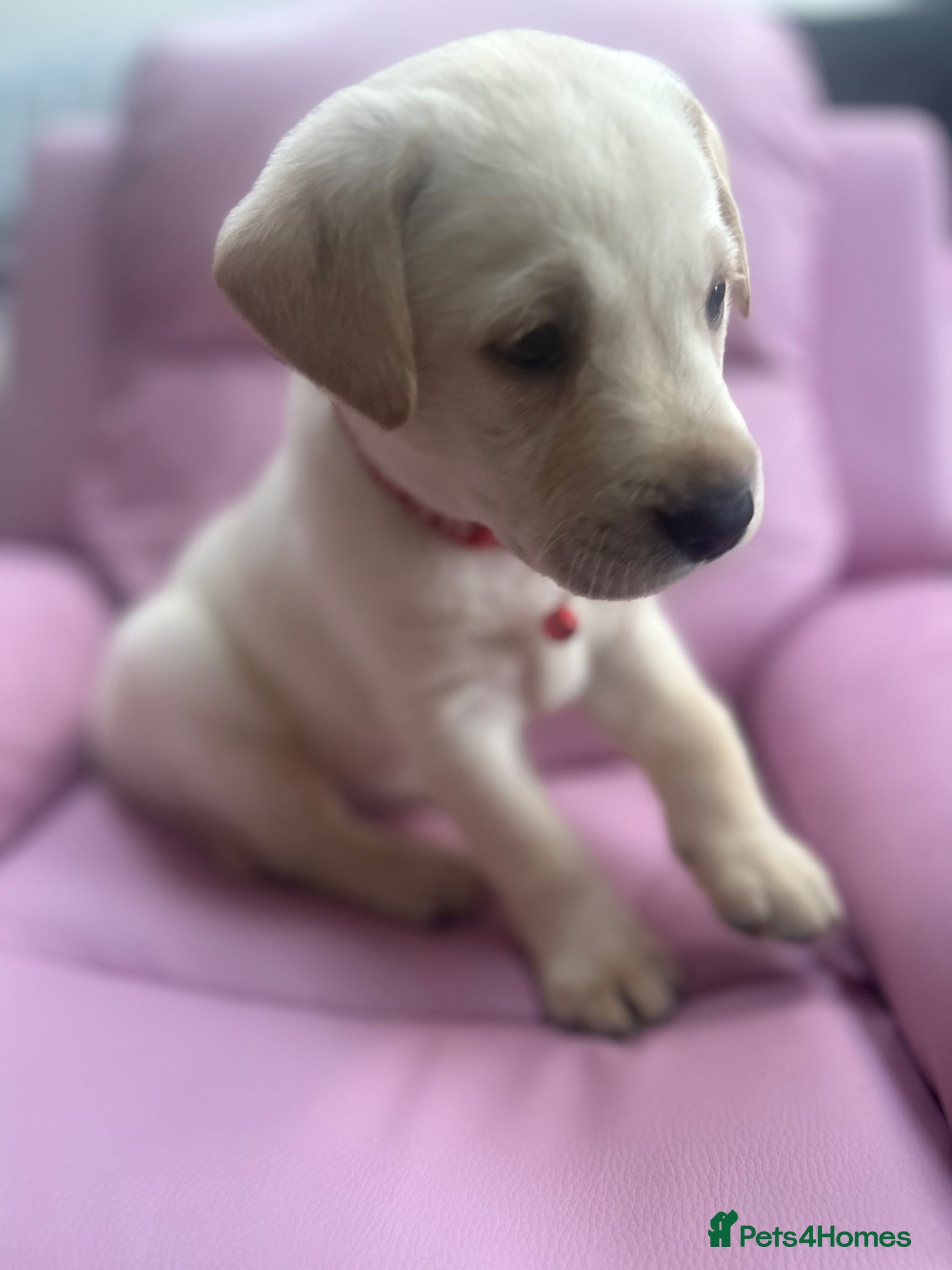 Labrador Retriever dogs for sale: KC Registered Labrador Puppies  - Advert 1