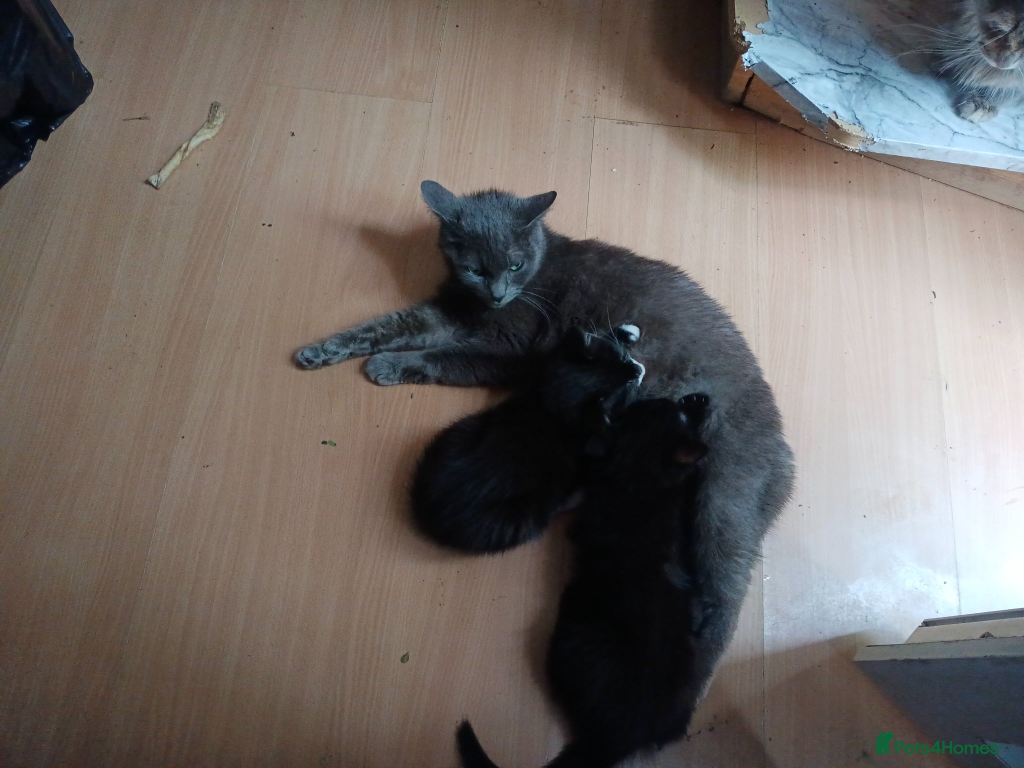 Burmese cats for sale: Ready for a home  - Advert 1