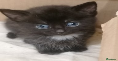 Mixed Breed cats - Advert 5