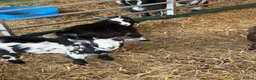 Goats livestock for sale: Black female pigmy goat  - Advert 2