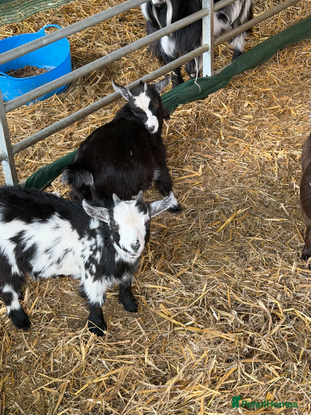 Goats livestock for sale: Black female pigmy goat  - Advert 2
