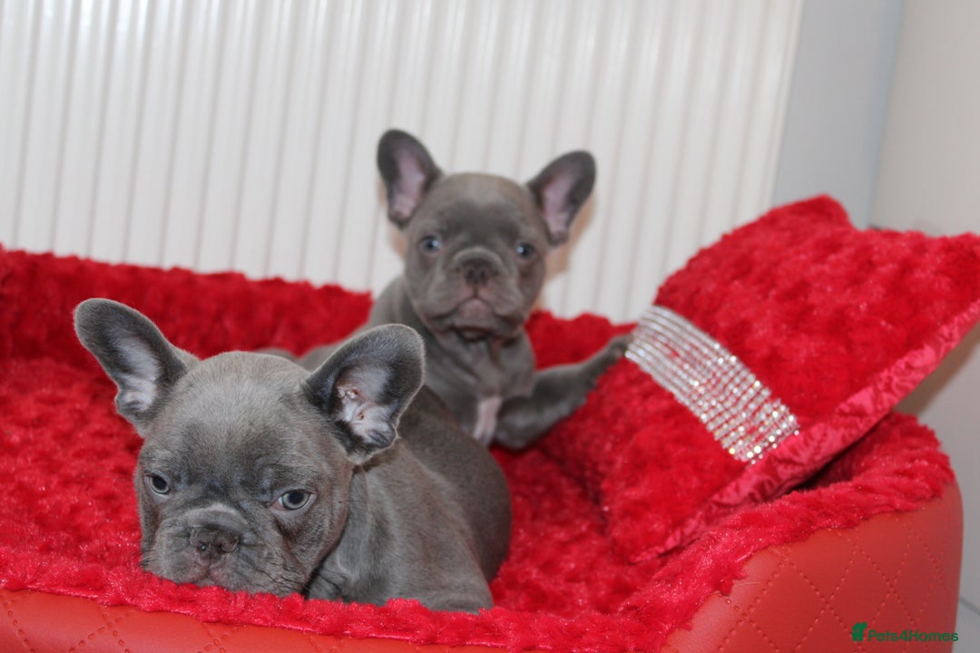French Bulldog dogs for sale: Solid lilac French bulldog’s  - Advert 7