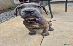 Cane Corso dogs for sale: Cane Corso puppy - Image 3